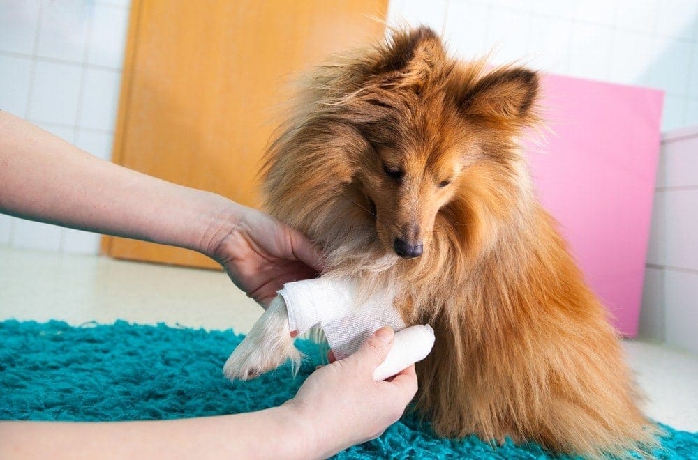 injured dog in bandage