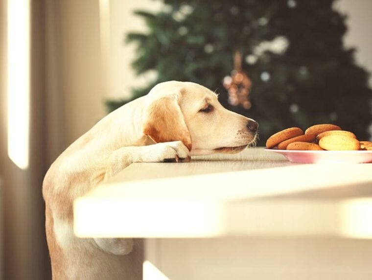 perro labrador olfatea galletas en la mesa