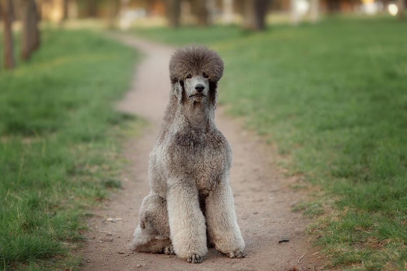 how long do poodles live in human years