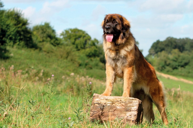 leonberger dog in the grass