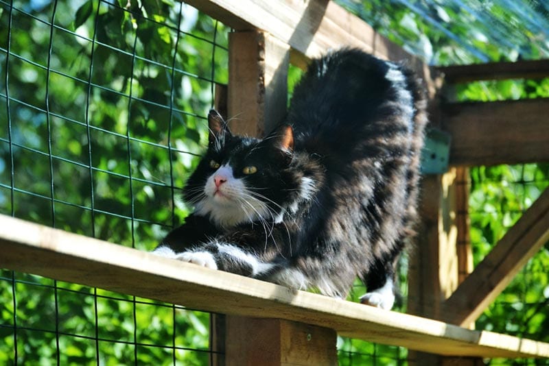 long haired cat stretching in outdoor catio