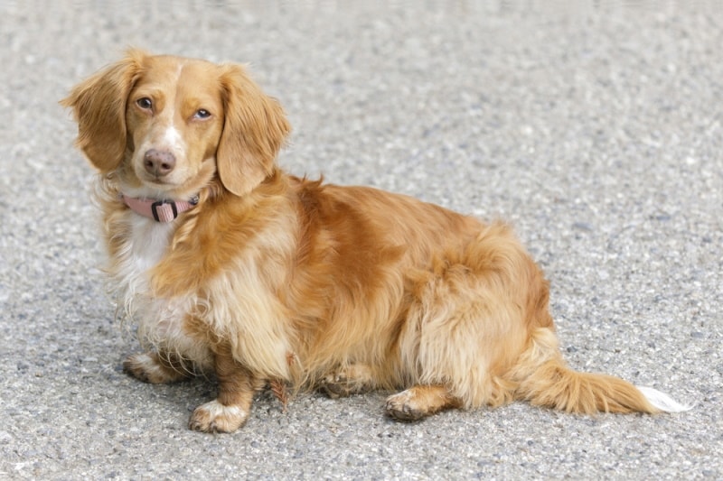 Long-Haired Mini Dachshund: Facts, Origin & History (with Pictures) | Pet  Keen