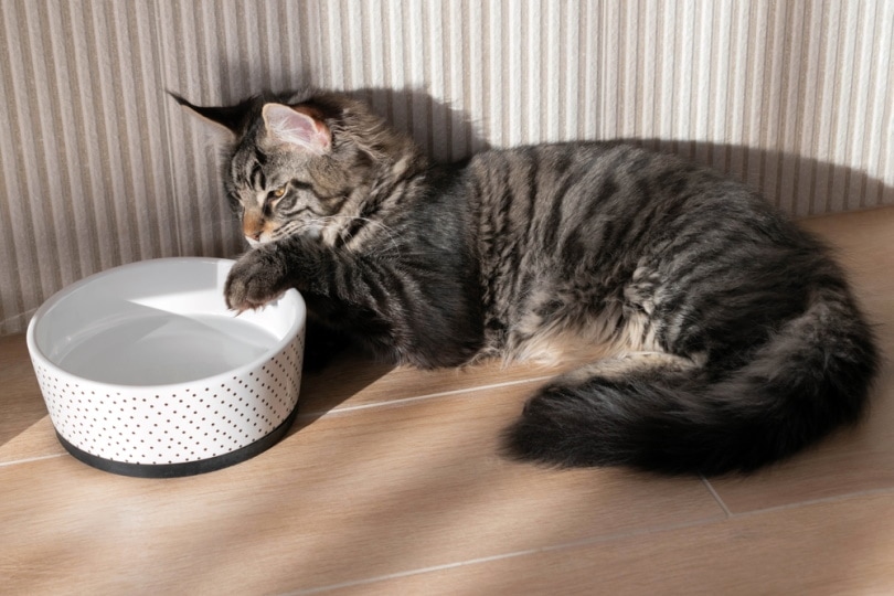 gato maine coon patea su tazón de agua