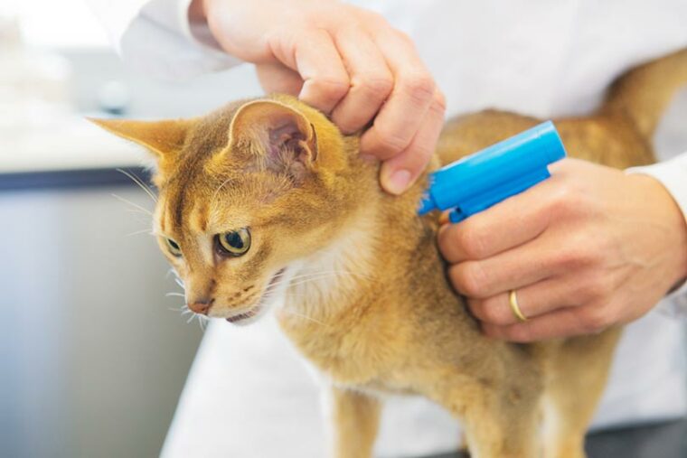 microchip implant for cat by veterinarian