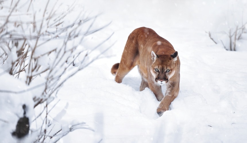 mountain lion walking in the snow