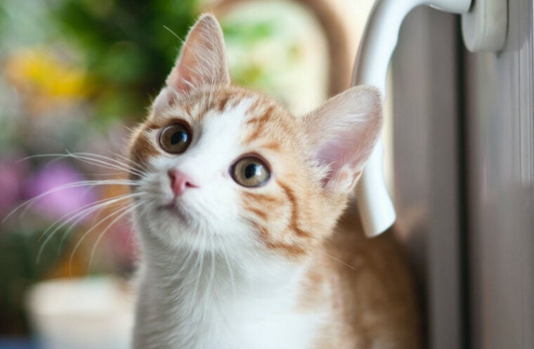 orange tabby kitten near window