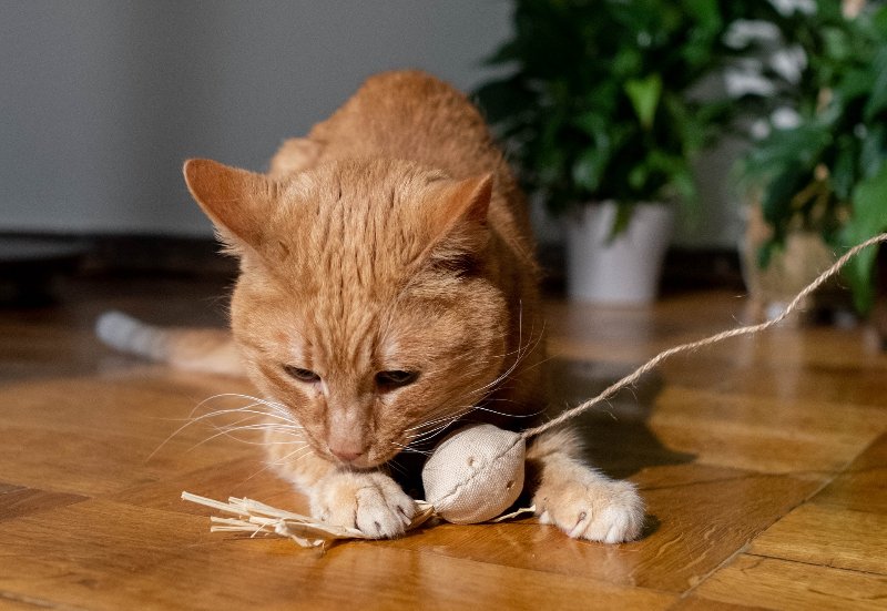 orange tabby playing with eco-friendly cat toy