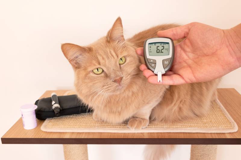 owner measuring the blood sugar values of his feline