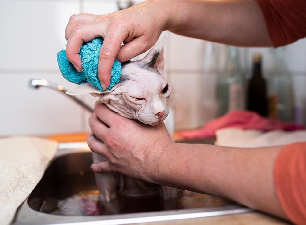 person cleaning the ears of sphynx cat