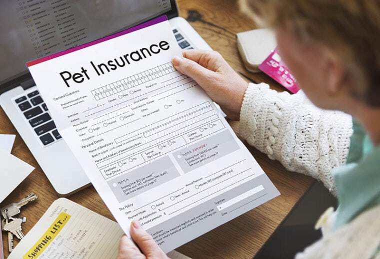 person holding pet insurance form