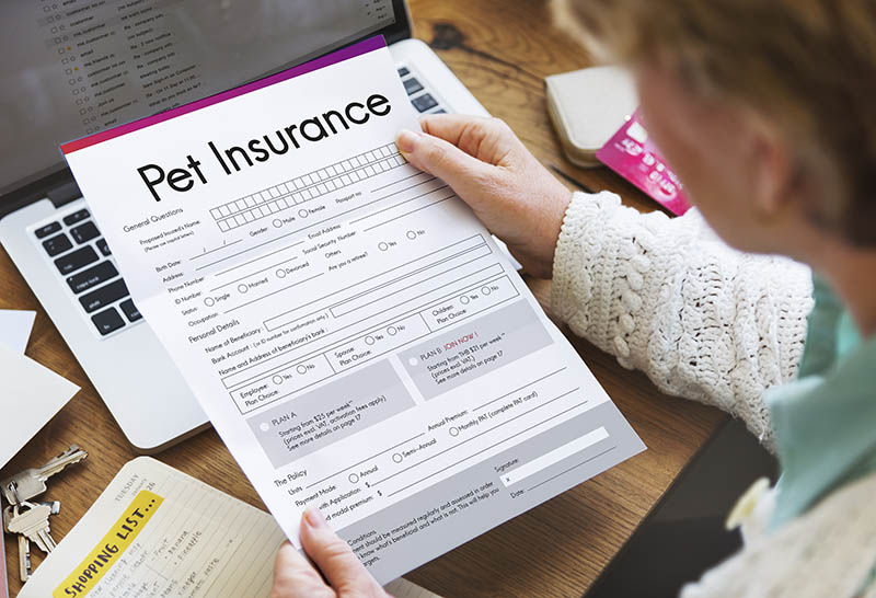 persona holding pet insurance form