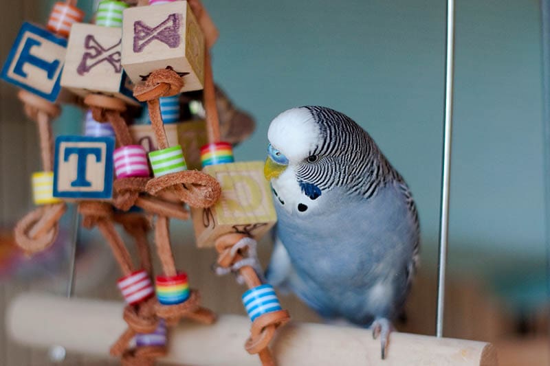 pet bird blue budgie mauve playing with toy