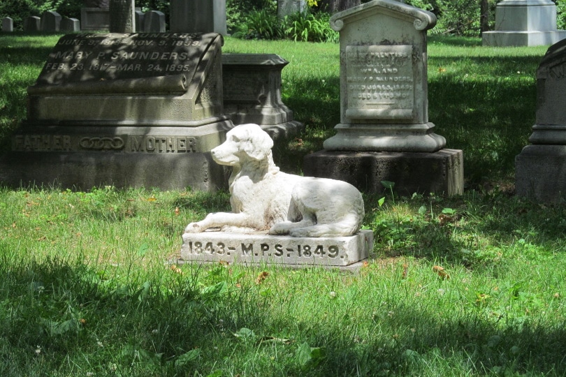 cementerio de mascotas