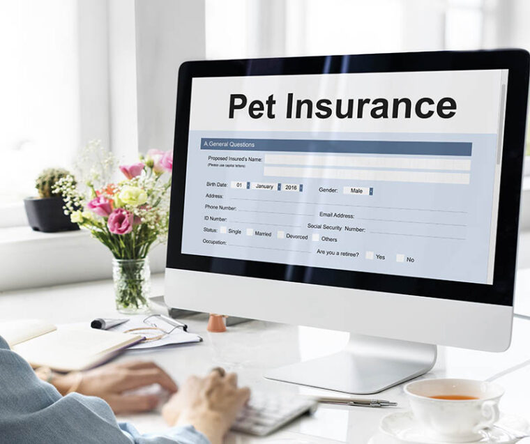 pet insurance form on the monitor