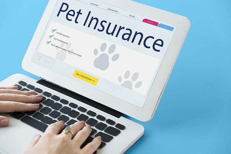 pet insurance website flashed on tablet