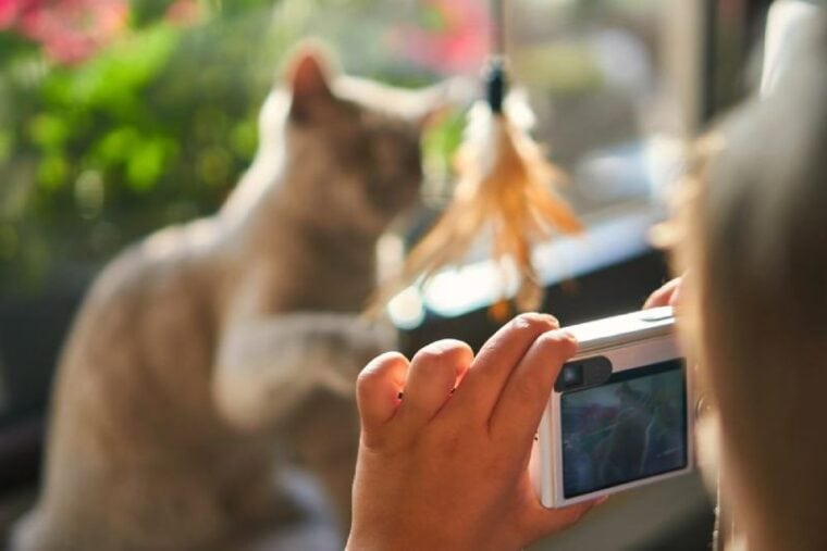 pet owner is photographing her cat.