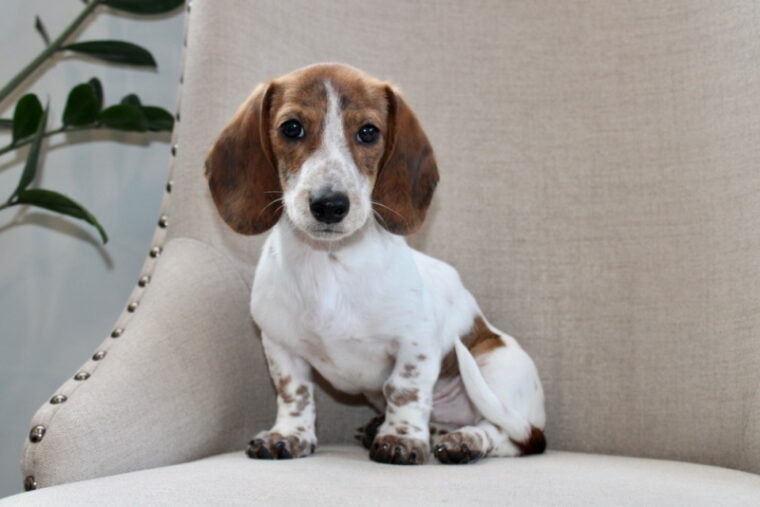 piebald dachshund sitting on couch