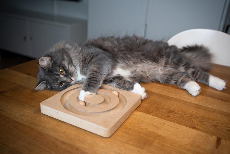 playful blue tabby maine coon cat lying on table playing with wooden roller toy