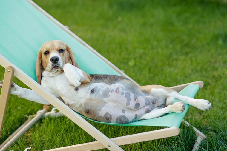 beagle embarazada en una silla