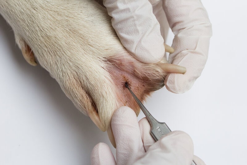 Tick removed from dog's webbed feet