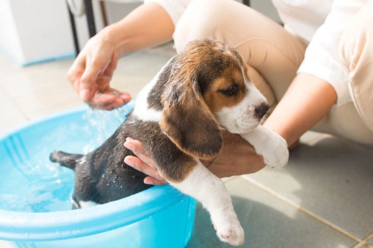 puppy beagle takes a bath in the backyard