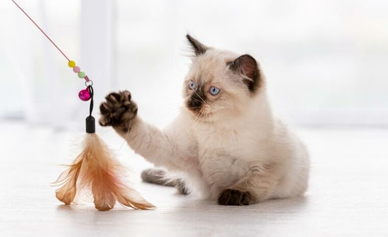 ragdoll kitten playing with owner