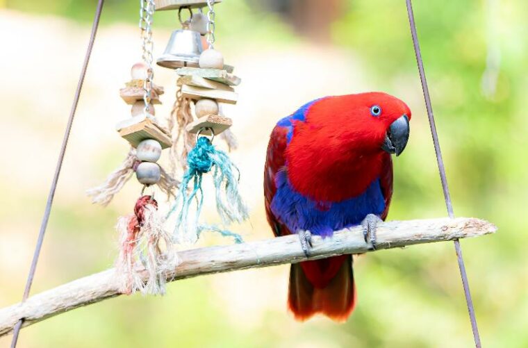 red and blue parakeet on a branch with hanging toy