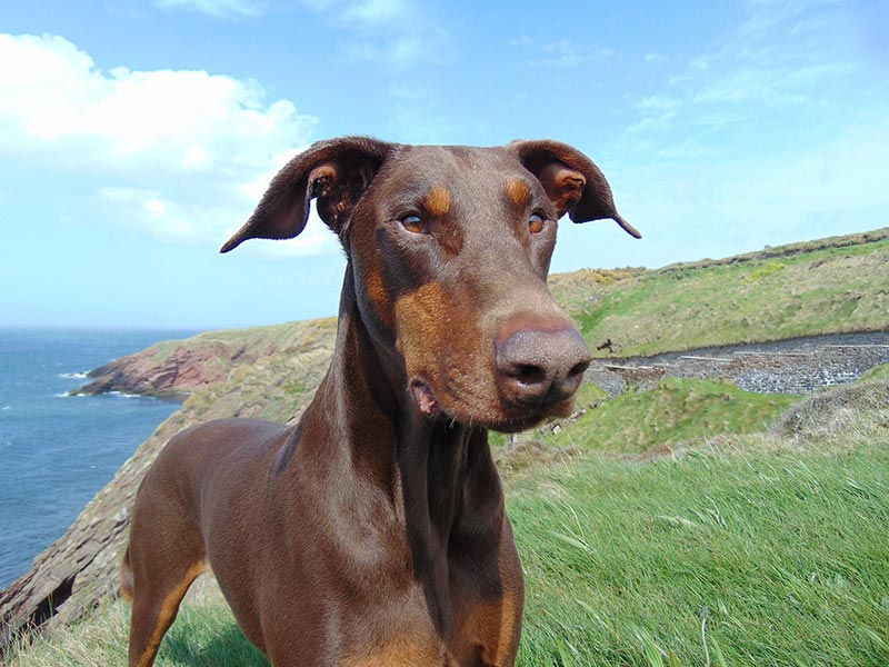red and rust doberman pinscher dog in the mountain