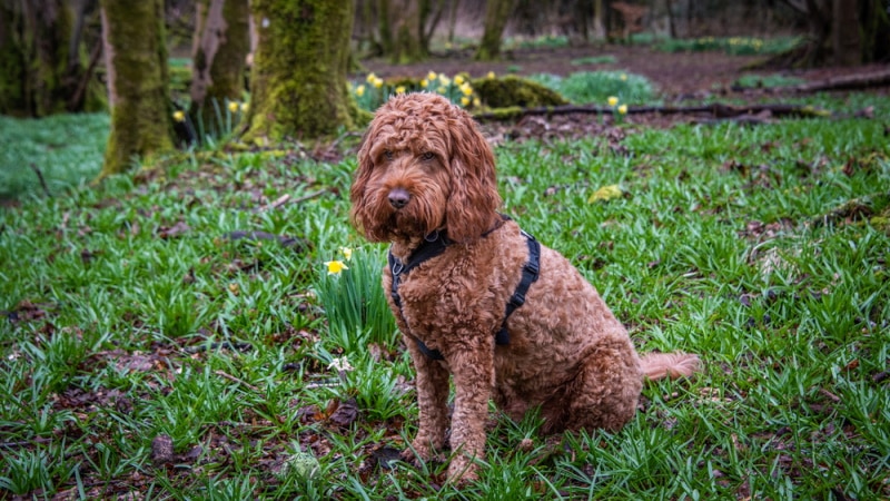 red cockapoo sitting on the grass