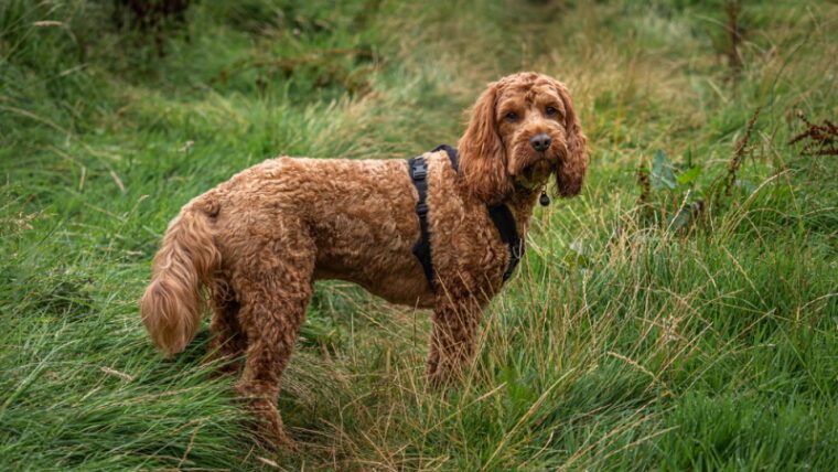 red cockapoo standing in the grass