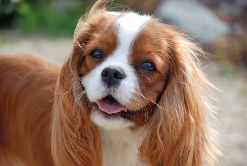 red harired Cavalier King Charles Spaniel dog close up