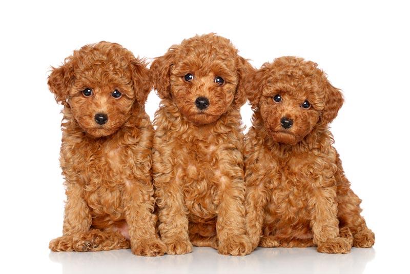 sprogfærdighed vanter sofa Red Toy Poodle: Facts, Origin & History (With Pictures) | Pet Keen