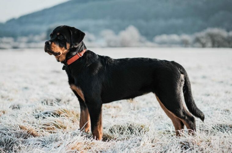 rottweiler dog outdoors with a red collar