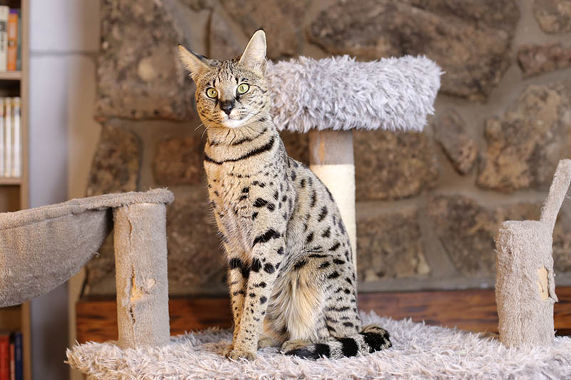 savannah cat in front of a cat tree
