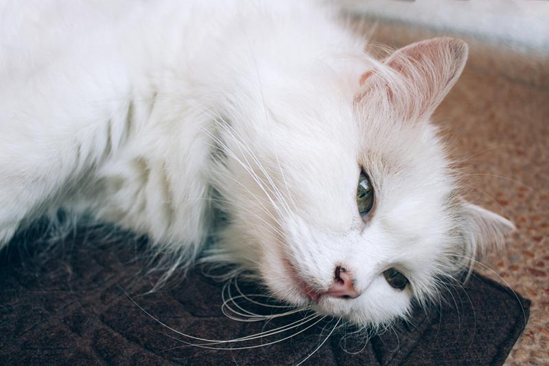 sick white cat lying on the floor
