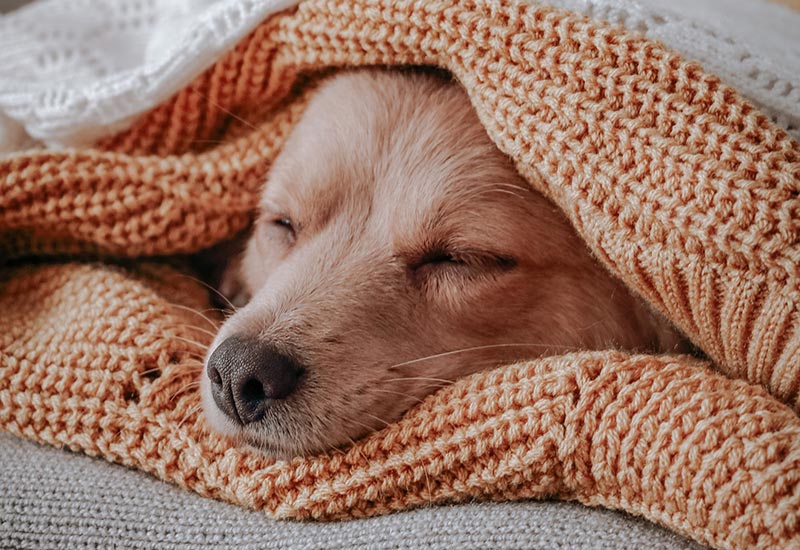 sleeping dog burrowing in blankets