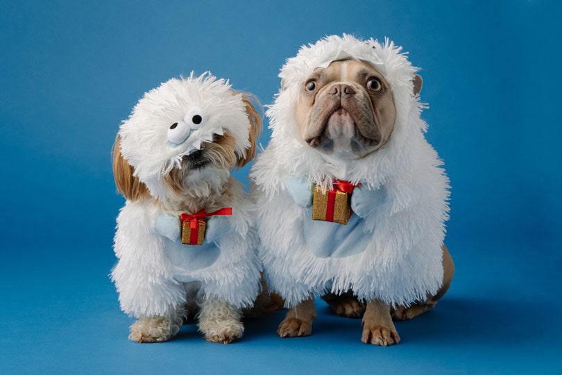 small brown and white dogs in white pajamas