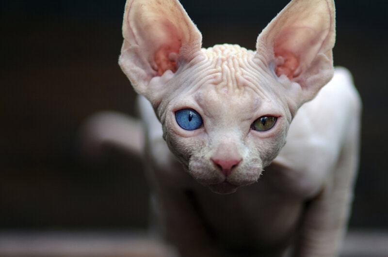 Sphynx cat with odd colored eyes, Shpynx cat with heterochromia