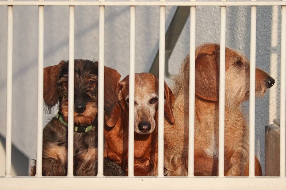 three dogs in fence