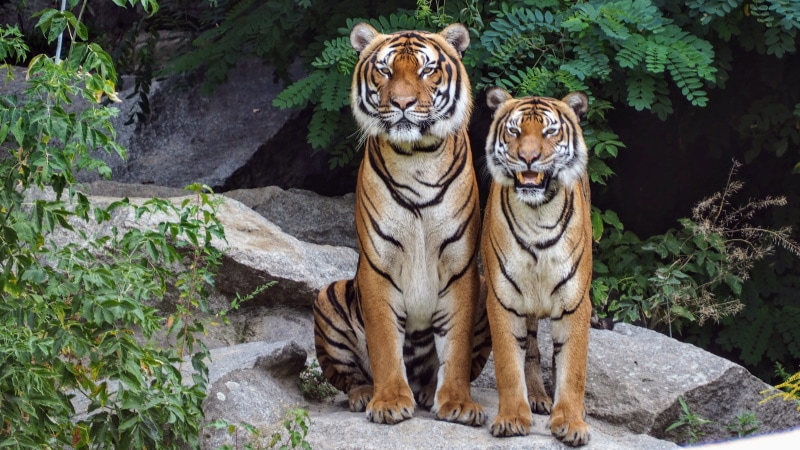 Tigers sitting on the rock