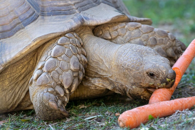 Can Tortoises Eat Carrots? Everything You Need to Know! | Pet Keen
