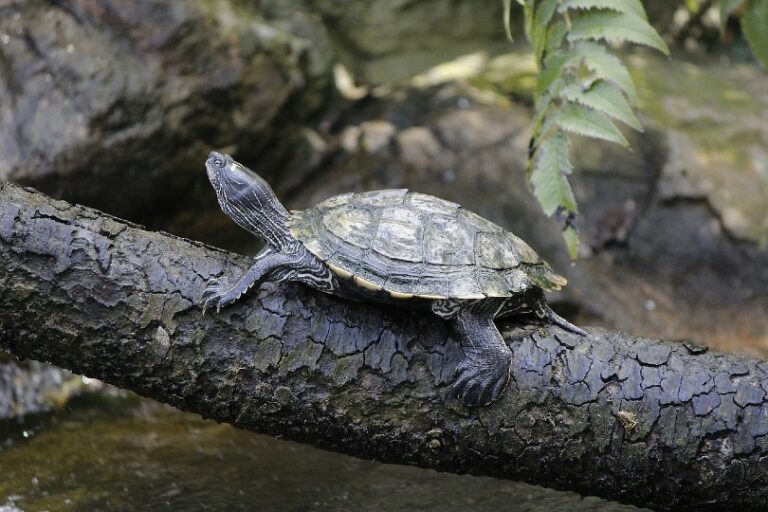 How Long Do Turtles Live? Average Lifespan, Data & Care | Pet Keen