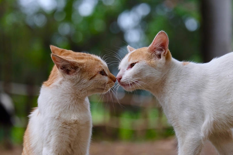 dos gatos se tocan la nariz