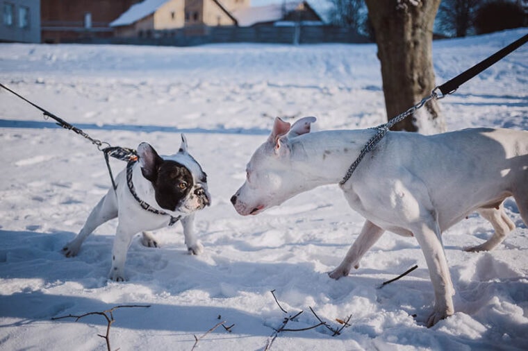 two dogs met on the park during winter