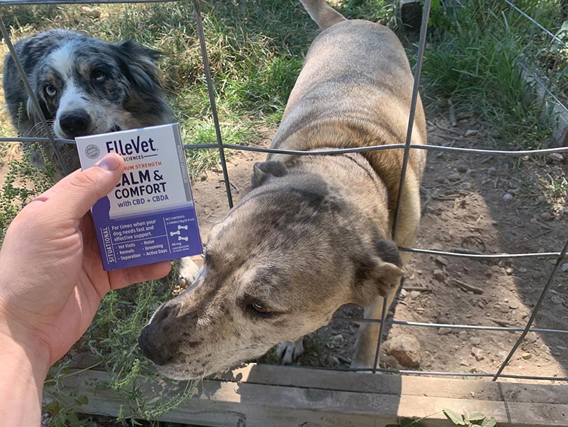 two dogs sniffing el leve calm and comfort cbd product