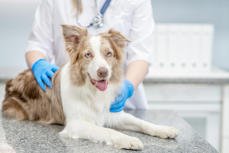 control veterinario de un perro pastor australiano en la clínica