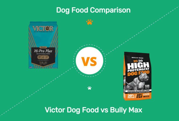 victor vs bully max