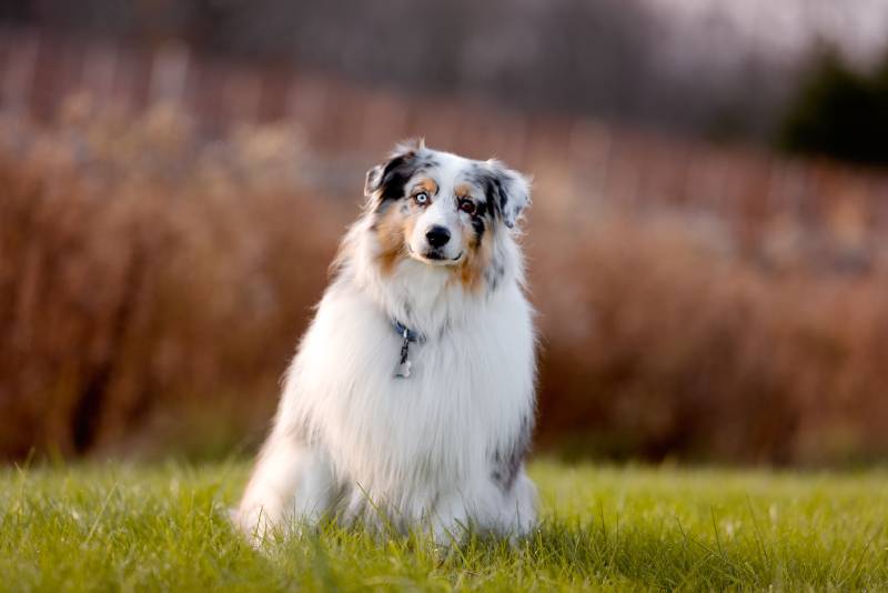 white australian shepherd dog with different colored eyes in the park green grass
