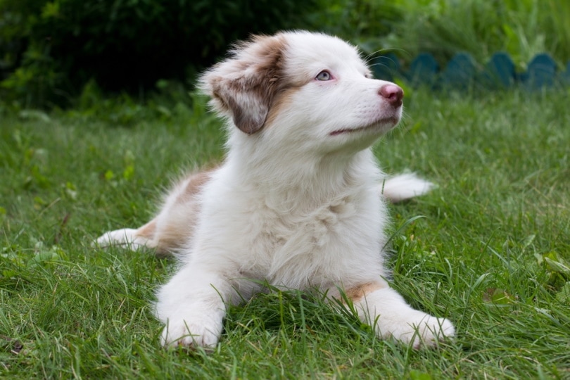 cachorro de pastor australiano blanco en la hierba