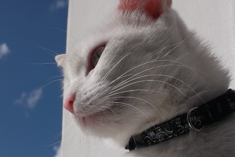gato blanco con collar